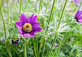 pasque 花,花,開花