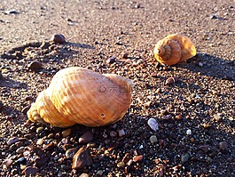 貝殼,海灘,沙