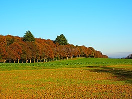 大道,樹木,森林