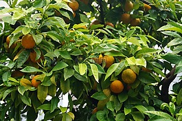 橘子,植物,植物學(xué)