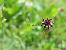 芽,宏,klatschmohn