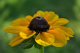 rudbecka,花,橙色