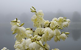 雨潮濕的蘭花,晨霧,霧