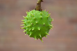 conker,板栗,七叶树