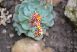冰廠,花,紅色
