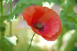 關(guān)閉,花,罌粟
