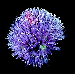 韭菜,韭菜开花,开花