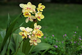 鮮花,蘭花,富