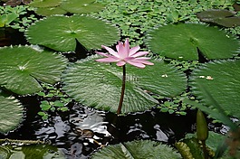 水生植物,植物园明斯特,漂浮植物