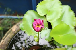蓮花,花,粉紅色
