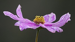 宇宙,紫,開(kāi)花
