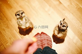 動物,可愛,喂養(yǎng)