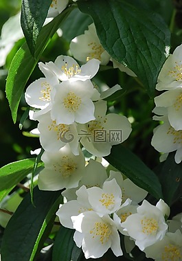 丁香寻常型,模拟橙,花