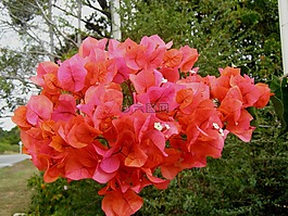朵紅色的花,藤,植物