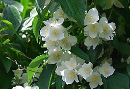 丁香寻常型,模拟橙,花