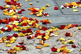 玫瑰,紅色,黃色