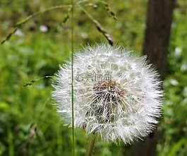 蒲公英,夏季,草地