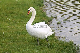 天鵝,疣鼻天鵝,鳥