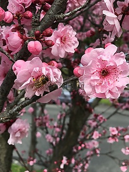 蜜蜂,春,櫻桃