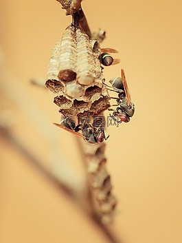 黃蜂,巢,昆蟲
