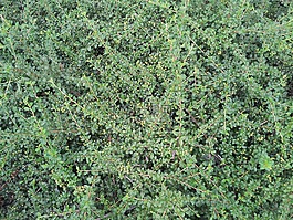 灌木,苔,植物
