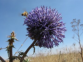 蜜蜂,花,開花