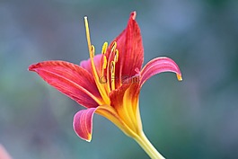 花,紅色,性質(zhì)