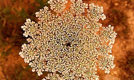亞羅,milfoil,bloodwort