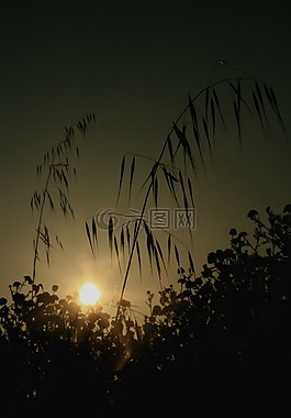 草,太陽,自然