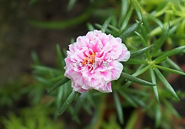 花,马齿苋,粉红色的花朵