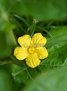 黄色的花,花leo的金发女郎,联他们的秘密