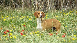 狗,vizla,棕色