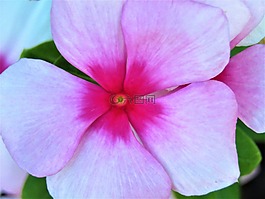 花,粉红色,锈
