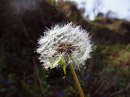 特寫,植物,花
