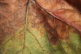 葉子,詳細(xì),舊
