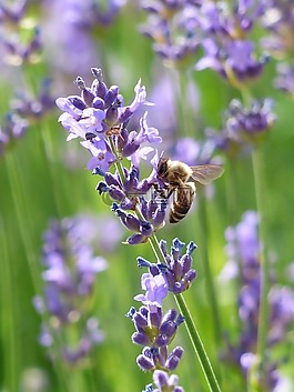 熏衣草,薰衣草花,蜜蜂