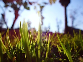 特寫,草,綠色