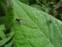 葉,昆蟲,飛行