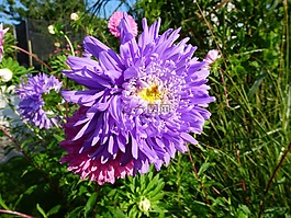 花卉,秋季,花园