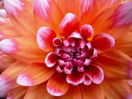 花,性質(zhì),花瓣