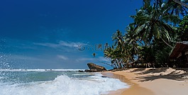 海滩,椰子树,田园风光