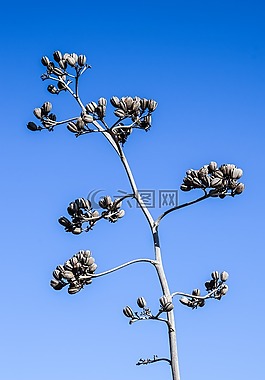 仙人掌,植物,自然