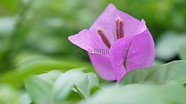 花,紫色,特寫(xiě)