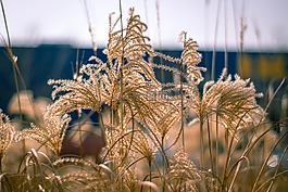性質,廠,夏季