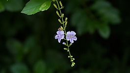 花,紫色,背景