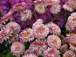 s?omianka,花,春