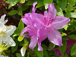 鮮花,美麗,春天的花朵