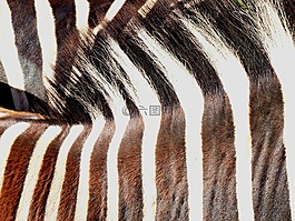 斑馬,動物,對