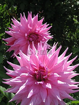 raghavendra,粉红色,鲜花