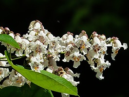 花序,鲜花,在葡萄藤上